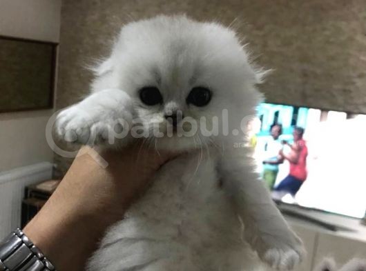 Scotish Fold Longhair Yavrular Çok Sağlıklı görsel