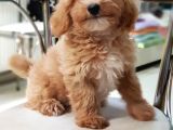 Orjinal Sağlık Garantili Maltipoo Yavrularımız