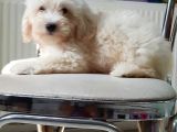 Orjinal Sağlık Garantili Maltipoo Yavrularımız