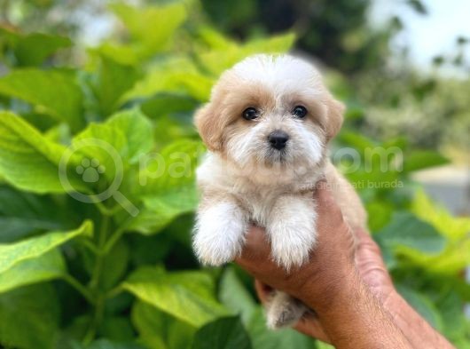 Yavru Malti̇poo
