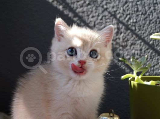 Scottish Straight Erkek görsel