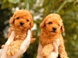 Toy Poodle Yavrular  ( Red,Red Brown,Apricot,Silver,Siyah)