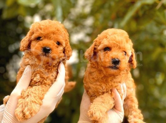 Toy Poodle Yavrular  ( Red,Red Brown,Apricot,Silver,Siyah) görsel