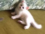 Scottish Fold Kardeşler (Açıklamayı Okuyunuz)