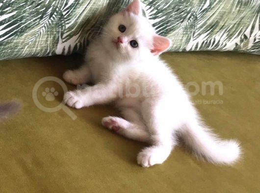 Scottish Fold Kardeşler (Açıklamayı Okuyunuz) görsel