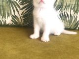 Scottish Fold Kardeşler (Açıklamayı Okuyunuz)