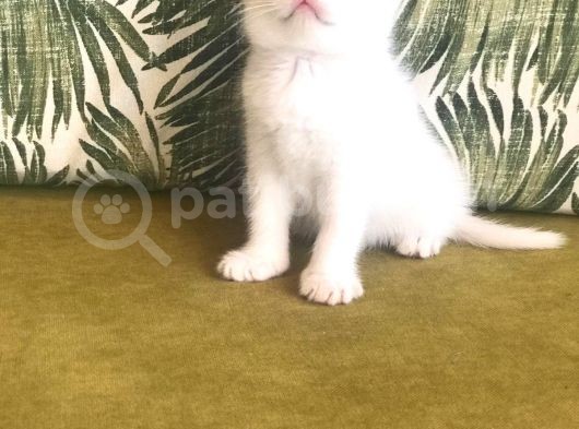Scottish Fold Kardeşler (Açıklamayı Okuyunuz) görsel