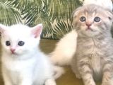 Scottish Fold Kardeşler (Açıklamayı Okuyunuz)