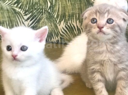 Scottish Fold Kardeşler (Açıklamayı Okuyunuz) görsel