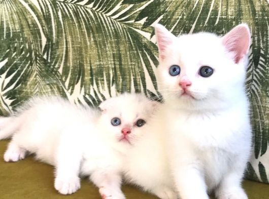 Scottish Fold Kardeşler (Açıklamayı Okuyunuz)