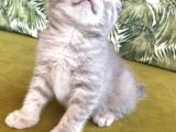 Scottish Fold Kardeşler (Açıklamayı Okuyunuz)
