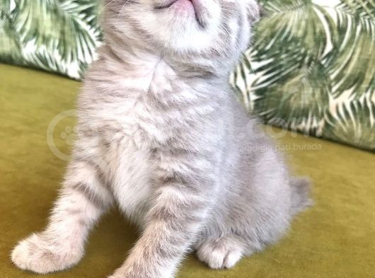 Scottish Fold Kardeşler (Açıklamayı Okuyunuz) görsel