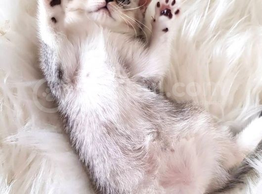 Irk Ve Sağlık Garantili Safkan British Shorthair Yavrularımız görsel