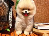 Sevi̇mli̇ Oyun Köpeği̇ Mars