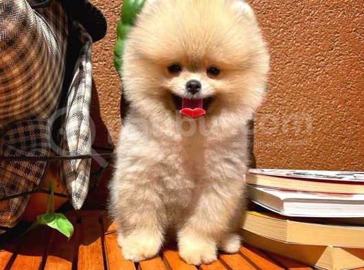 Sevi̇mli̇ Oyun Köpeği̇ Mars görsel