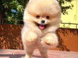 Sevi̇mli̇ Oyun Köpeği̇ Mars