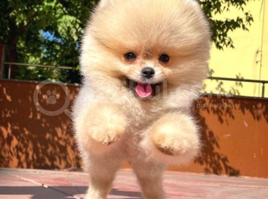 Sevi̇mli̇ Oyun Köpeği̇ Mars görsel