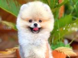 Sevi̇mli̇ Oyun Köpeği̇ Mars