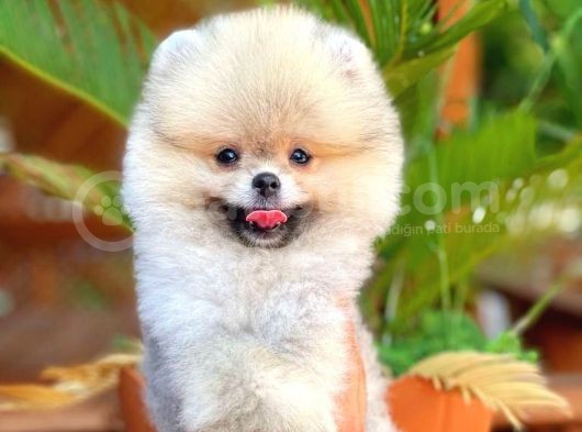 Sevi̇mli̇ Oyun Köpeği̇ Mars görsel