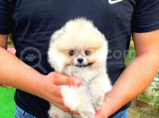 Sevi̇mli̇ Ve Sempati̇k Köpek Chi̇no görsel