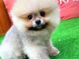 Sevi̇mli̇ Ve Sempati̇k Köpek Chi̇no