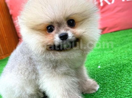 Sevi̇mli̇ Ve Sempati̇k Köpek Chi̇no görsel