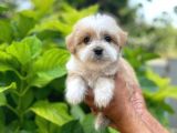 Yavru Malti̇poo