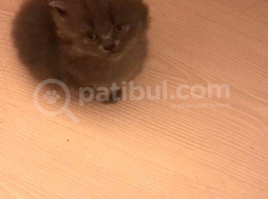 British Shorthair Yavruları görsel