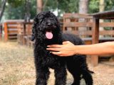 Standart Toy Poodle Yavrular