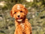 Mi̇ni̇ Boy Red Toy Poodle Kizimiz