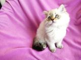 Orji̇nal Scotti̇sh Strai̇ght Longhai̇r Yavrum / 3 Aylik