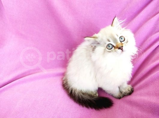 Orji̇nal Scotti̇sh Strai̇ght Longhai̇r Yavrum / 3 Aylik görsel