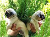 Pug yavrular 