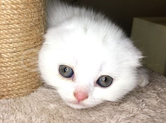 Çok Kaliteli Kan Hattına Sahip Pofuduk Suratlı Scottish Fold Erkek Yavru görsel