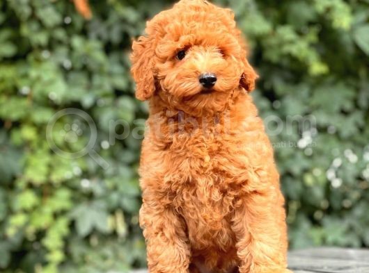 Her Renk Toy Poodle Yavrular görsel