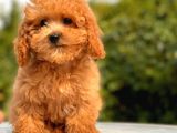 Mi̇ni̇ Toy Poodle Yavrular