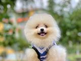 Bizimle görüşmeden Pomeranian sahibi olmayın