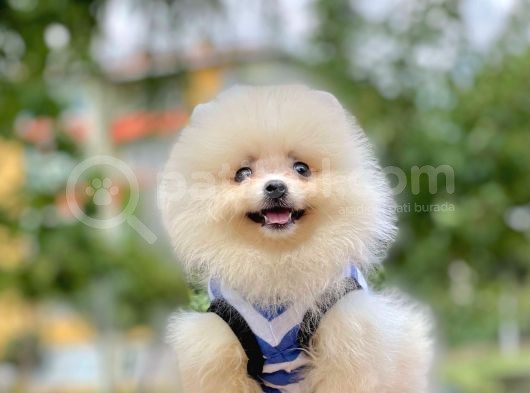 Bizimle Görüşmeden Pomeranian Sahibi Olmayın