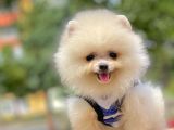 Bizimle Görüşmeden Pomeranian Sahibi Olmayın