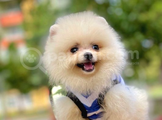 Bizimle Görüşmeden Pomeranian Sahibi Olmayın görsel