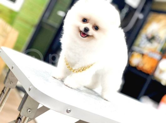 Orjinal Pomeranian görsel
