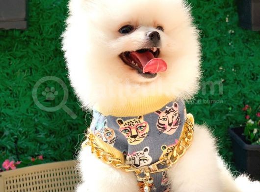 Orjinal Pomeranian