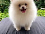 Orjinal Pomeranian