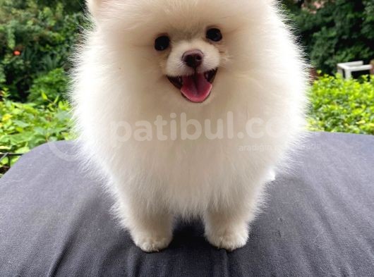 Orjinal Pomeranian görsel