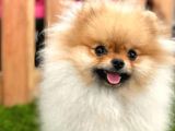 Orjinal Pomeranian