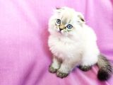Scottish Fold, Scottish Straight Shorthair ve Longhair Yavru Kediler