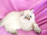 Scottish Fold, Scottish Straight Shorthair Ve Longhair Yavru Kediler