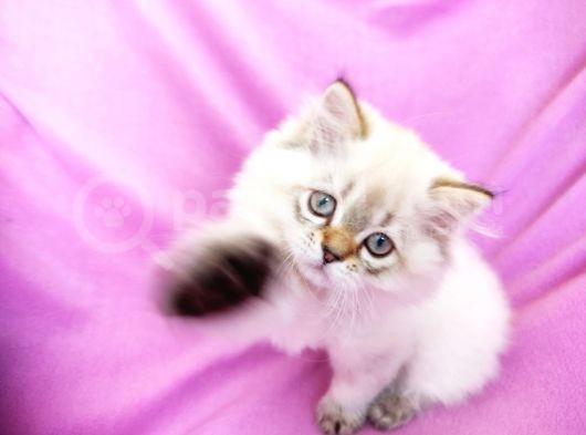 Scottish Fold, Scottish Straight Shorthair Ve Longhair Yavru Kediler görsel