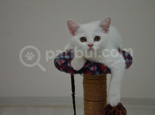 Safkan Bebeklerimiz görsel