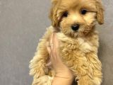 Üreticiden Safkan F2 Maltipoo Yavrularımız
